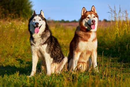 Two husky dogs. Siberian husky on the walkの写真素材