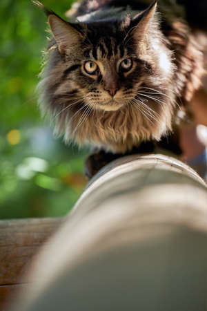 Large beautiful Maine Coon cat on the log, looking at the camera.の写真素材