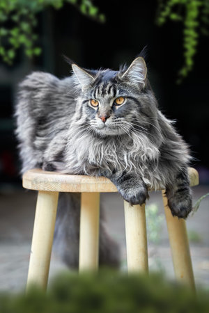 Gorgeous fluffy silver Maine coon cat lies on the stool in the backyard of the houseの写真素材