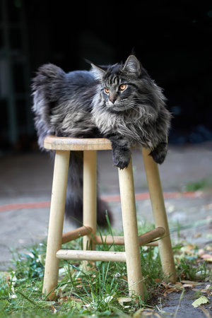 Gorgeous fluffy silver Maine coon cat lies on the stool in the backyard of the houseの写真素材