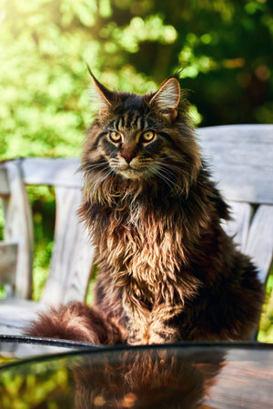 Shaggy large cat sitting on a white bench in a sunny park.の写真素材