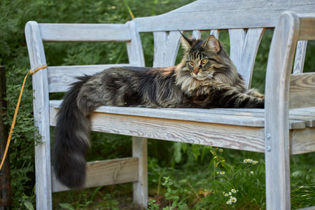 Huge noble Maine coon cat lies impressively on white bench in the garden and looks at the cameraの写真素材