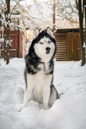 Husky dog portrait in winter snowy sunny forest. Outdoor fun with pet.の写真素材