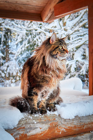 Beautiful portrait of maine coon cat in winter park on frost winter background.の写真素材