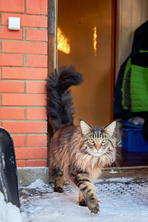 A big fluffy Maine Coon comes out onto the snow-covered porch of the house. The cat goes for a walk.の写真素材
