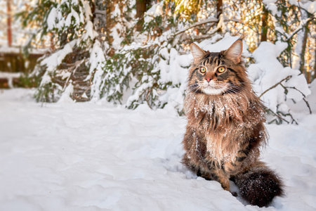 Beautiful portrait of maine coon cat in winter parkの写真素材