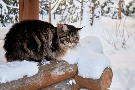 Beautiful portrait of maine coon cat in winter park on frost winter background.の写真素材