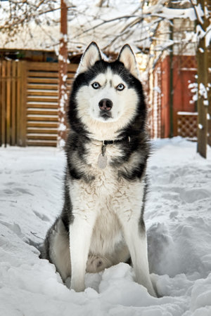 Husky dog in winter snowy sunny forest. Winter snowy landscape. Outdoor fun with pet.の写真素材