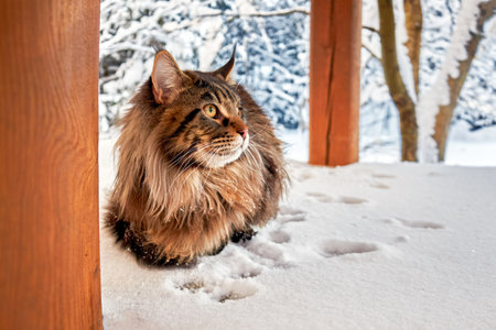 Beautiful portrait of silver maine coon cat in winter sunny snowy park on frost winter background. Copy space.の写真素材