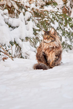 Beautiful portrait of maine coon cat in winter park, snowy background.の写真素材