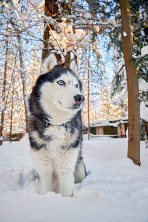 Husky dog in winter snowy sunny forest. Winter snowy landscape. Outdoor fun with pet.の写真素材