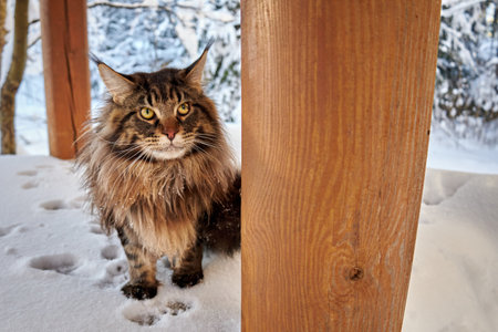 Beautiful portrait of maine coon cat in winter pfrk, snowy frost background. Winter background.の写真素材