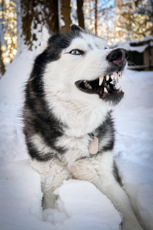 Angry growling husky dog. The Siberian Husky bared his teeth.の写真素材