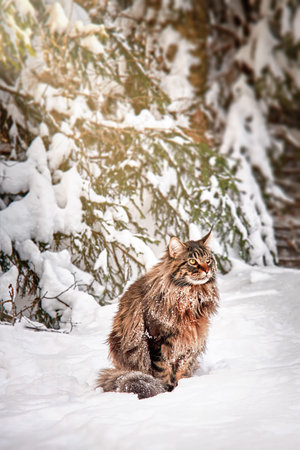 A fluffy big cat with big yellow eyes sits on the snow in sunny winter forest.の写真素材