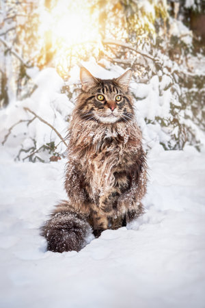 A fluffy big cat with big yellow eyes sits on the snow in sunny winter forest.の写真素材