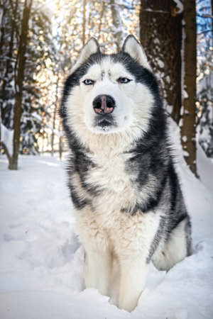 Muzzle of a Siberian Husky dog in winer forest. Cute sly suspicious expression on the muzzle.の写真素材
