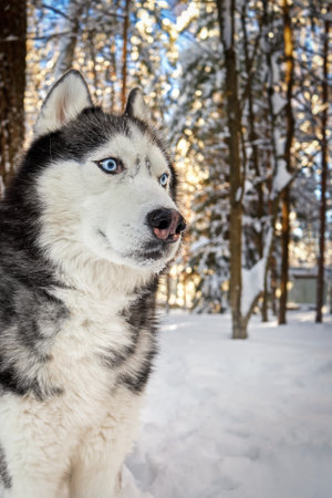Siberian Husky dog in winer sunny forest, close-up portrait.の写真素材