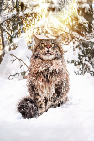 Cat looks up attentively, raising muzzle, fluffy big cat sits on the snow in sunny winter forest.の写真素材