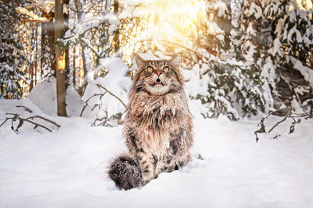 Cat looks up attentively, raising muzzle, fluffy big cat sits on the snow in sunny winter forest.の写真素材