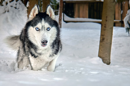 Siberian Husky dog in winter park, close-up portrait.の写真素材