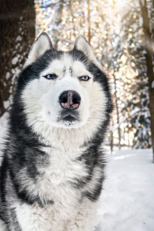 Close-up of the muzzle of a Siberian Husky dog. A sly suspicious expression on the muzzle.の写真素材