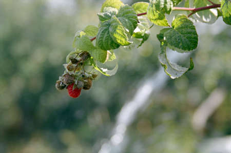 Raspberry in the garden. The ripened berry.の写真素材