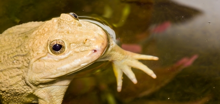 Macro Brown frog の写真素材
