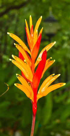 Bird of Paradiseの写真素材