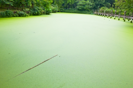 Green pond waterの写真素材