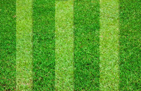 green grass textureの写真素材