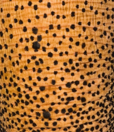 Elephant leatherの写真素材