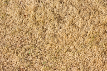 Hay backgroundの写真素材