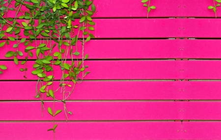 Autumn leaves on the pink wooden wallの写真素材