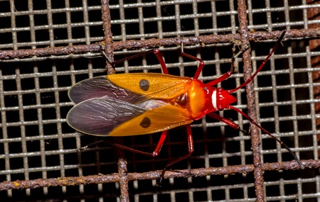 colorful insects on gridの写真素材