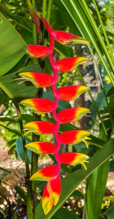 Heliconia flowerの写真素材