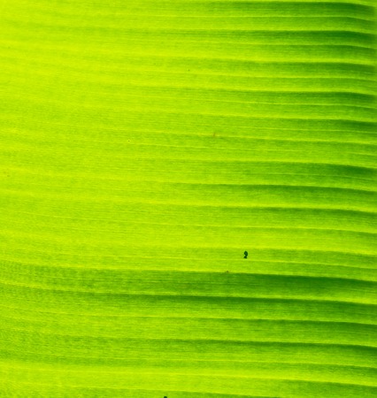 Banana leaf backgroundの写真素材