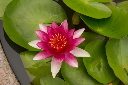 Lotus flowers bloomingの写真素材