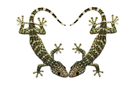 Gekko gecko isolated on white backgroundの写真素材