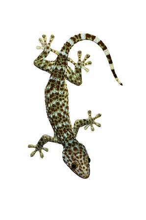 Gekko gecko isolated on white backgroundの写真素材