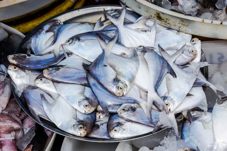Fresh pompano fish in marketの写真素材