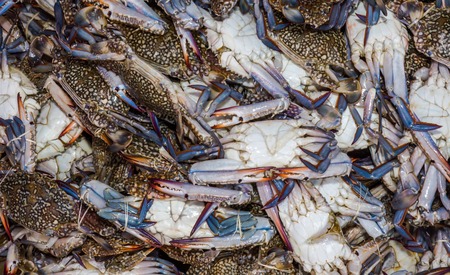 Fresh crab in marketの写真素材