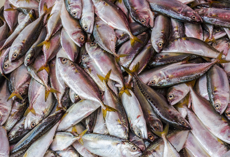 Fresh mackerel fish in marketの写真素材