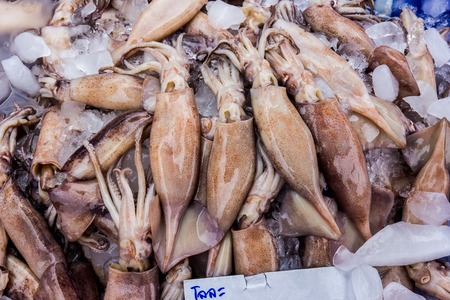 Fresh Squid for saleの写真素材