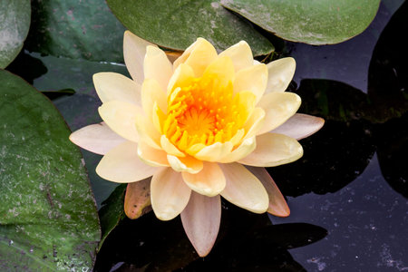 lotusの写真素材