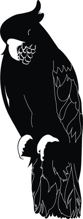 Parakeet a cockatoo a bird のイラスト素材