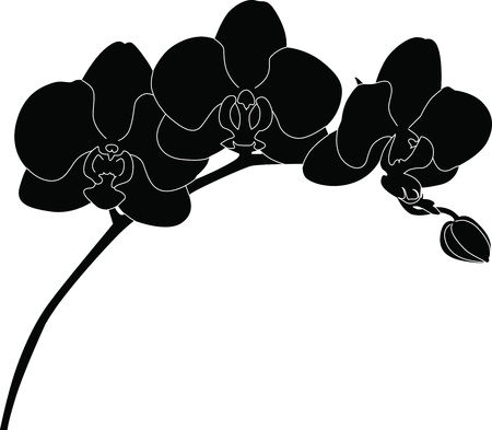 Orchids flowers it is isolated のイラスト素材