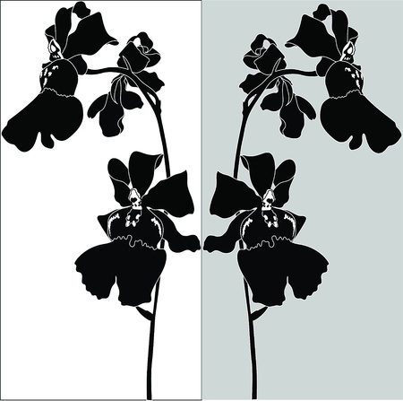 Orchids flowers it is isolated のイラスト素材