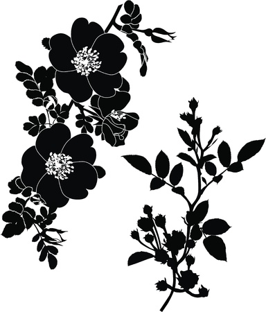 rose dogrose flowers it is isolated a holiday のイラスト素材