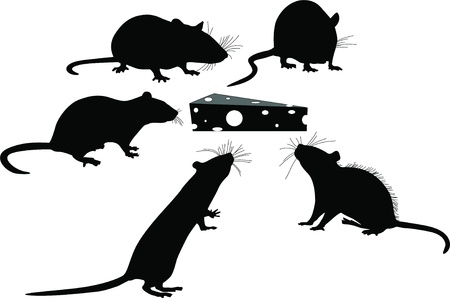 Rats of the mouse rodents animals cheese のイラスト素材
