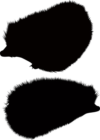 hedgehog animal isolatedのイラスト素材